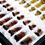 Шахматный ларец с янтарными фигурами 48х48 см, фотография 11. Интернет-магазин ЛАВКА ПОДАРКОВ